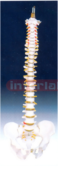 Life-Size vertebral column with pelvis (Rigid & Flexible)